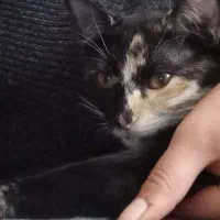 گربه اروم و ملوس ۶ماهه