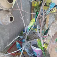 ۳۰جفت مرغ عشق رنگ خاص به همراه قفس بزرگ کامل