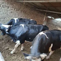 گوساله چاق هلشتاین