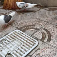 کفتر|پرنده|بروجرد, |دیوار