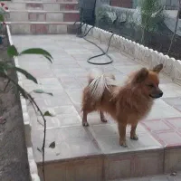 پامر روباهی