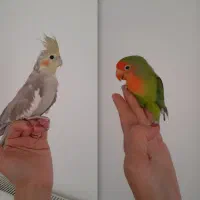 برزیلی و هلندی