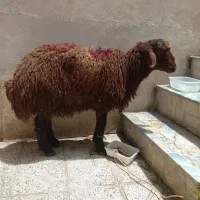 گوسفند خونی