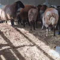 میش.بره.قوچ