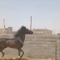 اسب نریون کره طوفان وگلشن از زرند کرمان
