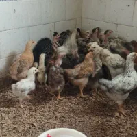 جوجه یک ماهه