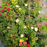 گل رز هلندی