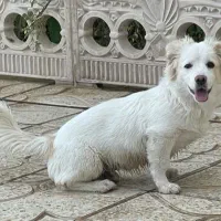 سگ پامر اشپیتز