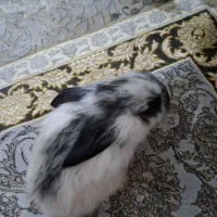 خرگوش لوپ اصیل همراه وسایل