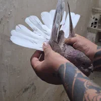 پرنده|پرنده|بهارستان, |دیوار