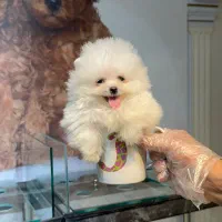 پامر،پامرانین خرسی نر و ماده از پدر مادر وارداتی