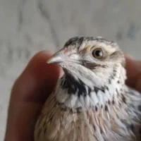 بلدرچین نر