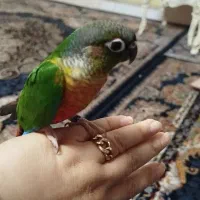 گرینچیک