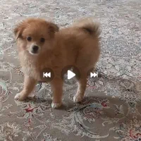 توله پامر سه ماهه نر