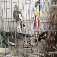 جوجه عروس هلندی 45 روزه