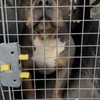 امریکن بولی بلومرله