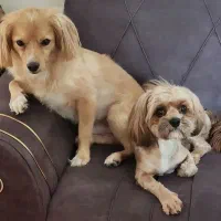 پانسیون و نگهداری سگ و گربه