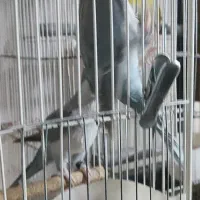 راهب بالغ