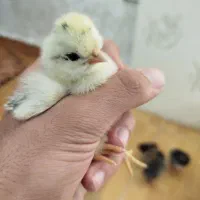 جوجه درجه یک