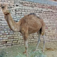 شتر|حیوانات مزرعه|زرند, |دیوار