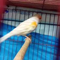 قناری نروماده