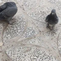 فروش کبوتر