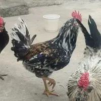 خروس