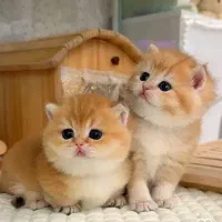 آفر شهرگربه سانان اهلی ایرانی،اسکاتلندی،بریتانیایی