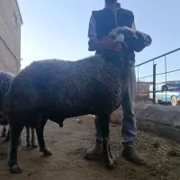 قوچ چال ۳ساله