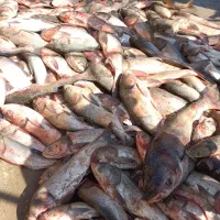 ماهی آزاد ، فیتو ، کپور ، بیگ هد ، آمور