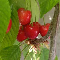 گیلاس قرمز