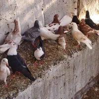 کبوتر سالم ذات عالی