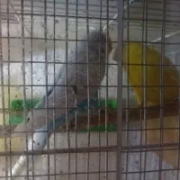 دو جفت مرغ عشق معاوضه