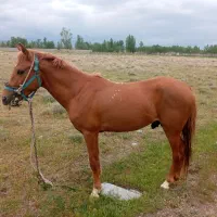 اسب|اسب و تجهیزات اسب‌سواری|سراب, |دیوار