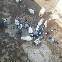 ‌کفترپرشی
