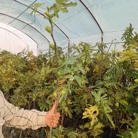 انواع نهال میوه دیرگل زود بارده