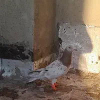 کفتر هفترنگ ماده