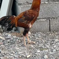 خروش فروشی