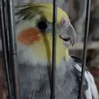 عروس هلندی نر