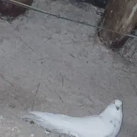 کفتر طوقی گم شده