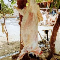 بره گوسفندی گوشت بره تازه