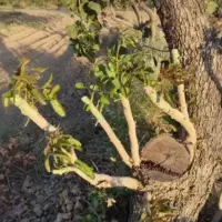 پیوند|خدمات باغبانی و درختکاری|گناباد, |دیوار