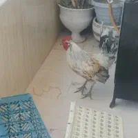 خروس جوان