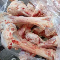 قلم گوساله