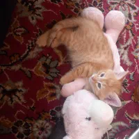 بچه گربه ناززی و عسلی