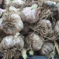 سیر محلی