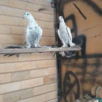 گوی قویوخ جفت آماده دوامدا زور آیاخ