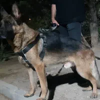 سگ ژرمن