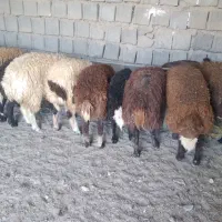 بره پای پروار