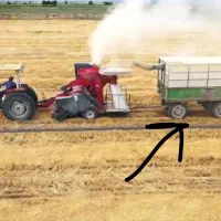 کاه سامان گندم برای دام